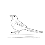 How to Draw a Magpie