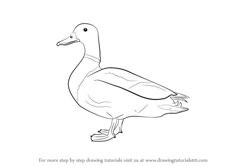 easy mallard duck drawing - summerweddingoutfitmenguestcasual