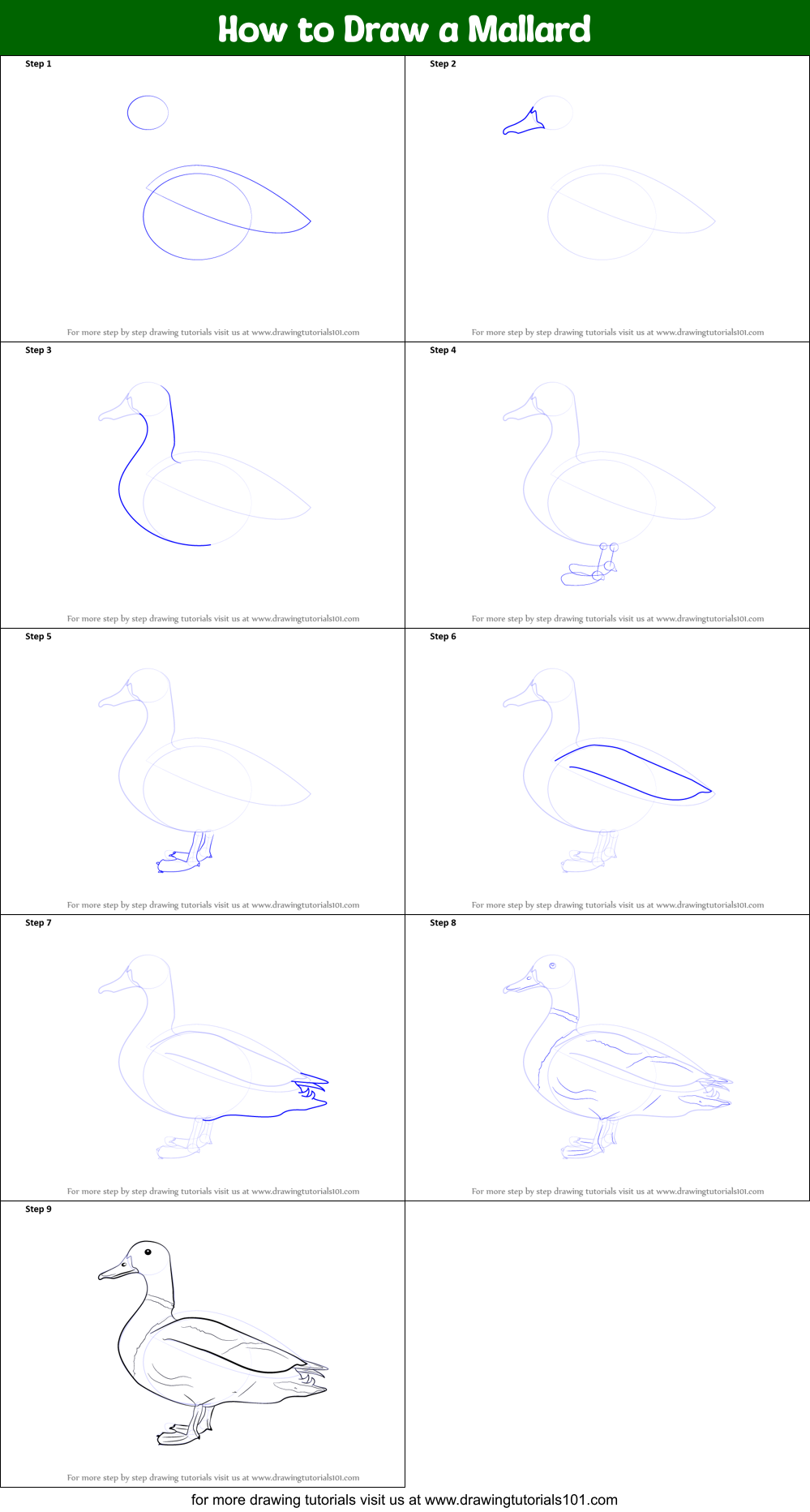 How to Draw a Mallard Printable Step by Step