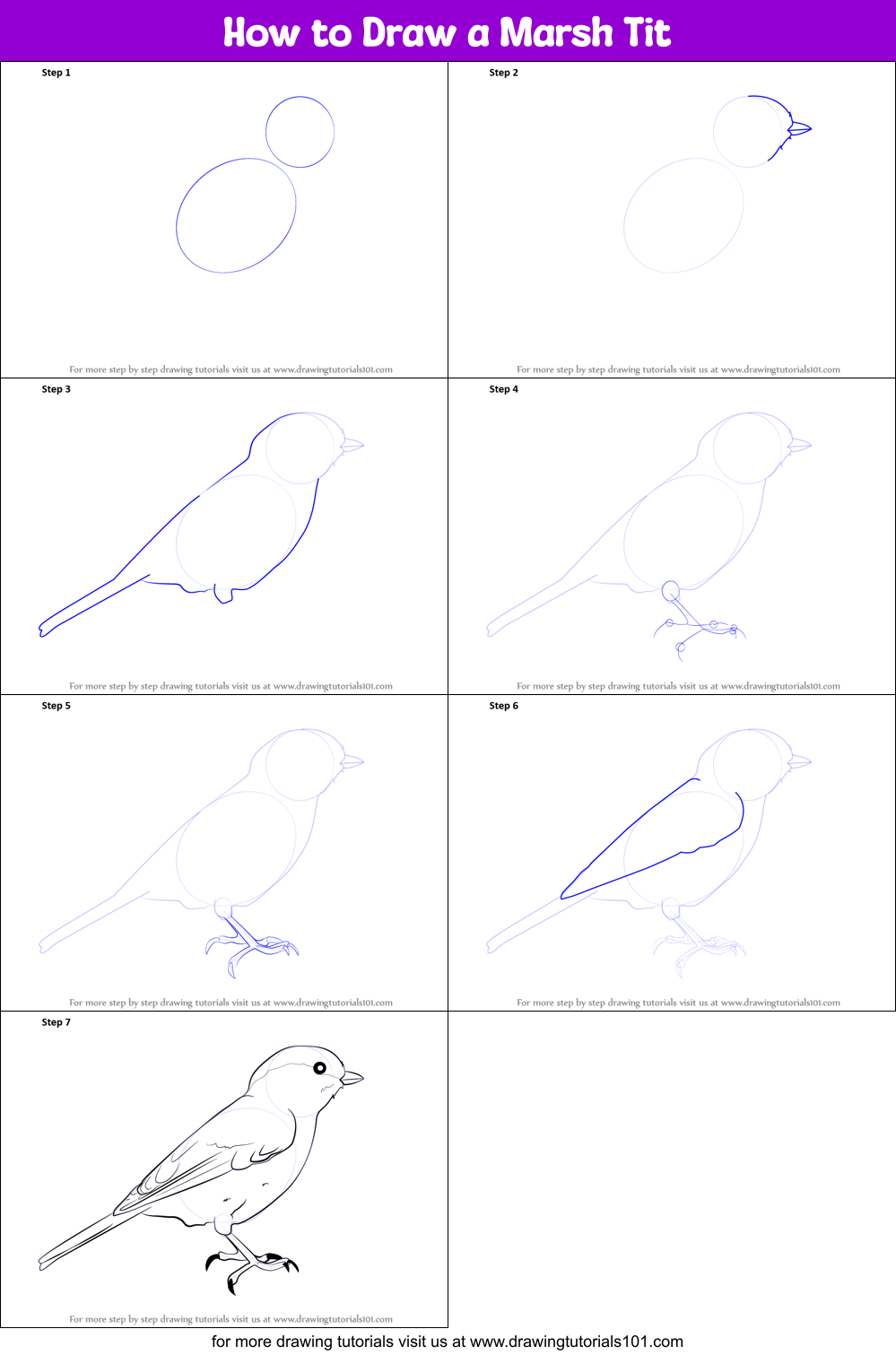 How to Draw a Marsh Tit Printable Step by Step