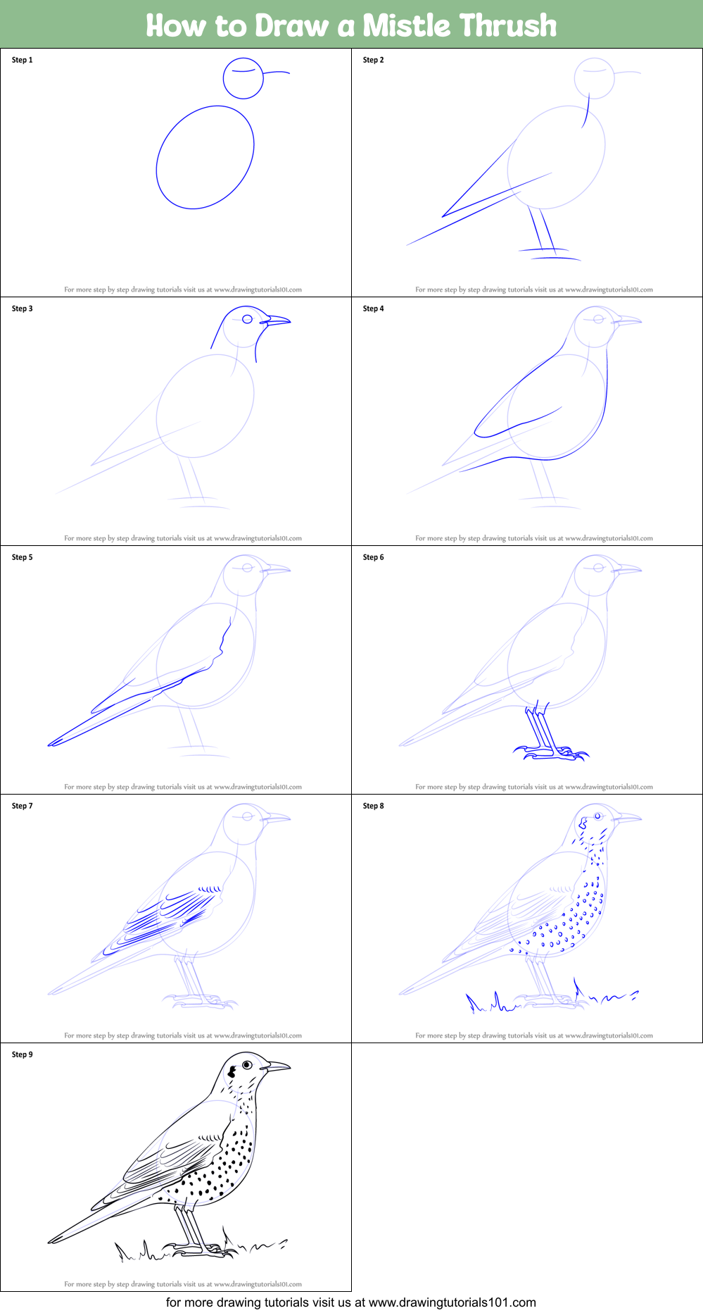 How to Draw a Mistle Thrush Printable Step by Step