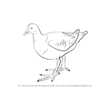 How to Draw a Moorhen