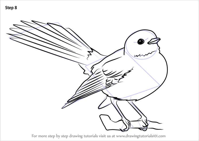 Learn How to Draw New Zealand fantail (Birds) Step by Step : Drawing