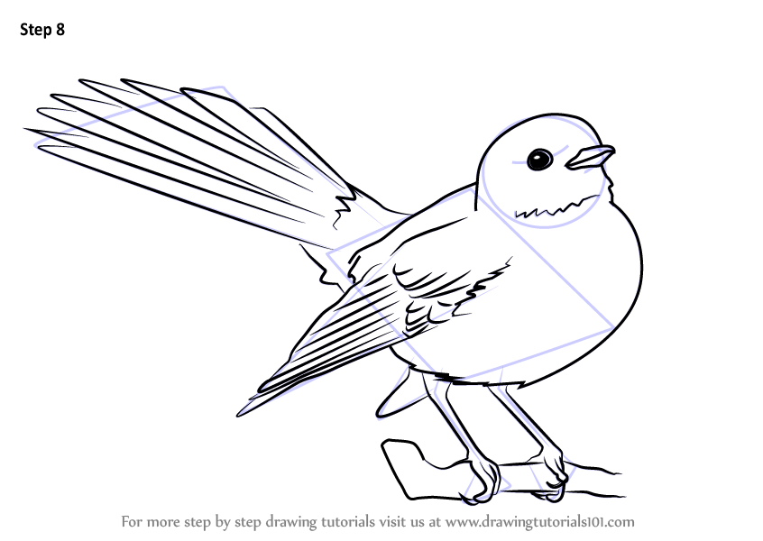 Learn How to Draw New Zealand fantail (Birds) Step by Step : Drawing