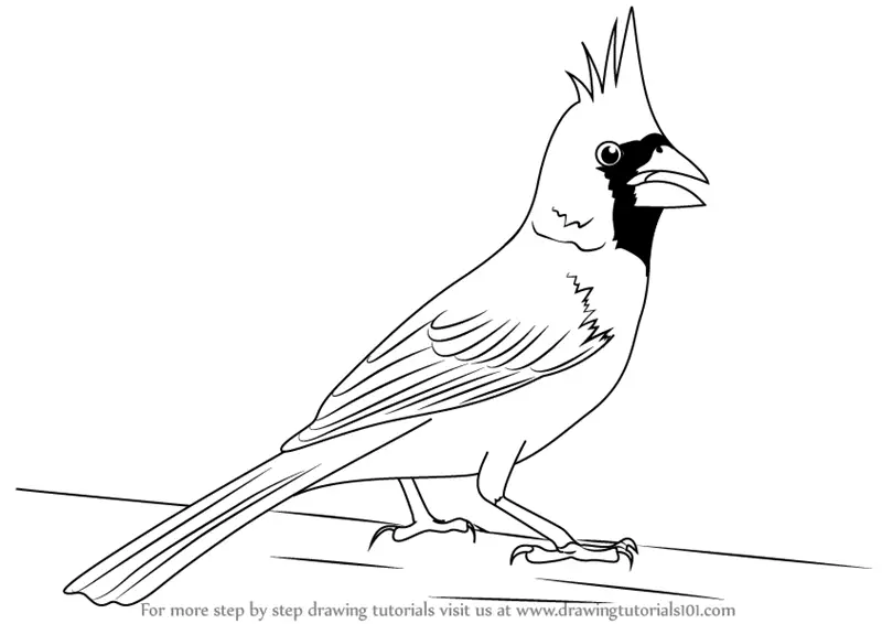 how to draw Northern Cardinal step 0