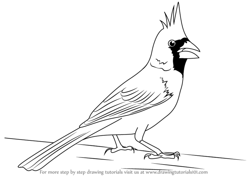 Learn How To Draw A Northern Cardinal Birds Step By Step Drawing Tutorials