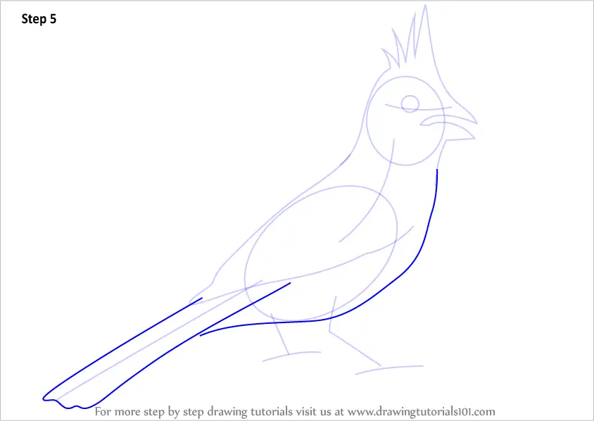 how to draw Northern Cardinal step 5
