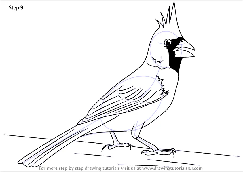 Learn How To Draw A Northern Cardinal Birds Step By Step Drawing Tutorials