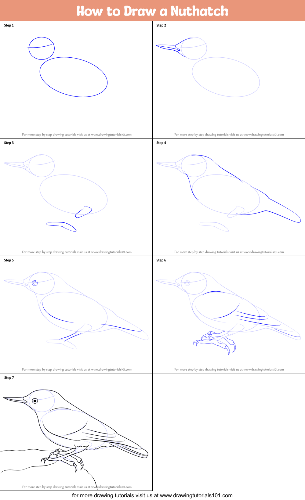 How to Draw a Nuthatch Printable Step by Step