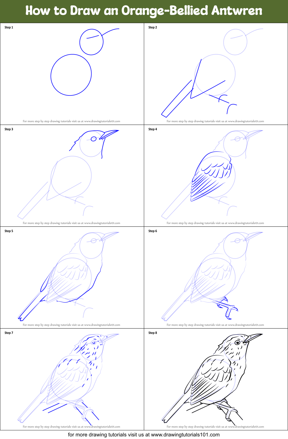 How to Draw an Orange-Bellied Antwren Printable Step by Step