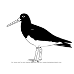 How to Draw an Oystercatcher
