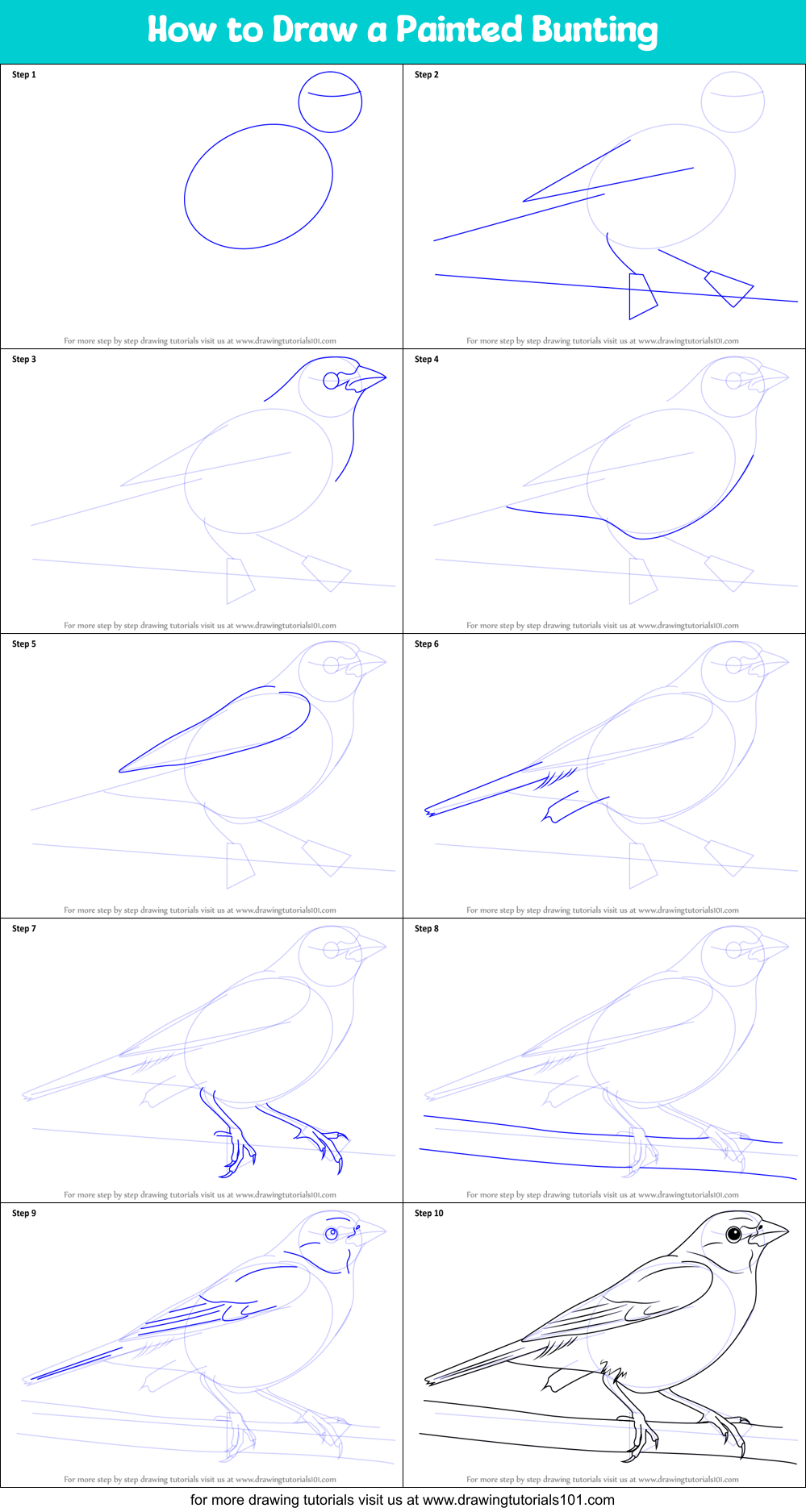 How to Draw a Painted Bunting Printable Step by Step