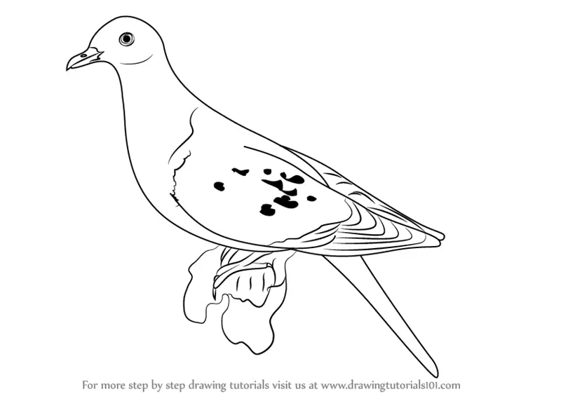 Learn How to Draw a Passenger Pigeon (Birds) Step by Step : Drawing  Tutorials