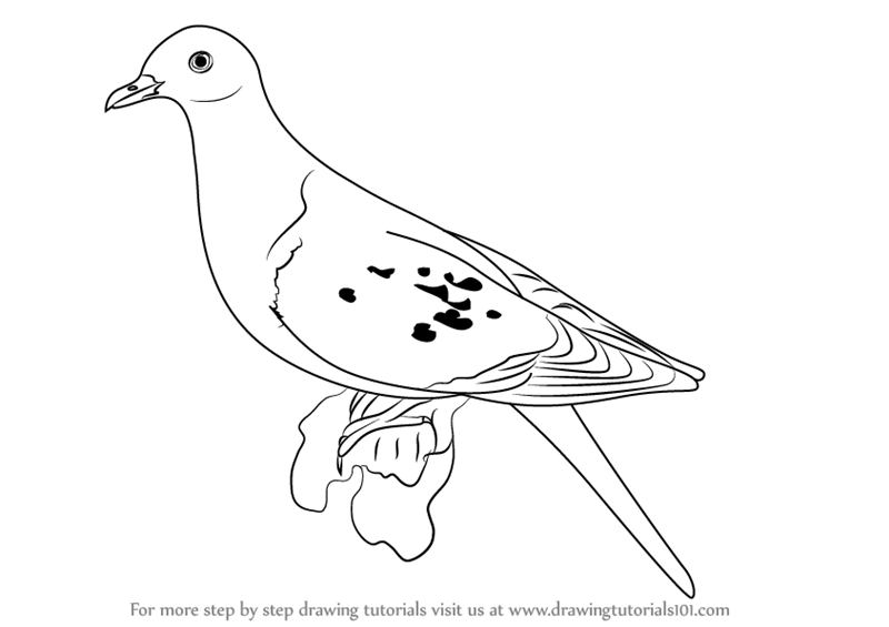 Drawing stylized dove pigeon freehand sketch Vector Image