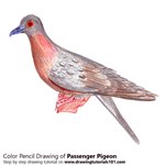 How to Draw a Passenger Pigeon