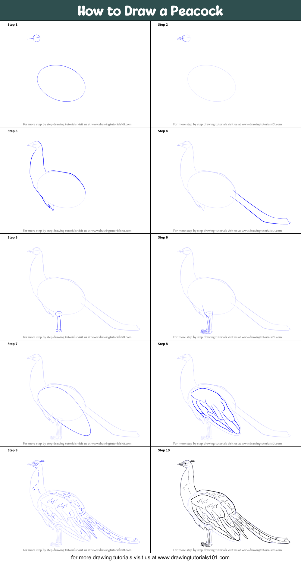 How to Draw a Peacock printable step by step drawing sheet