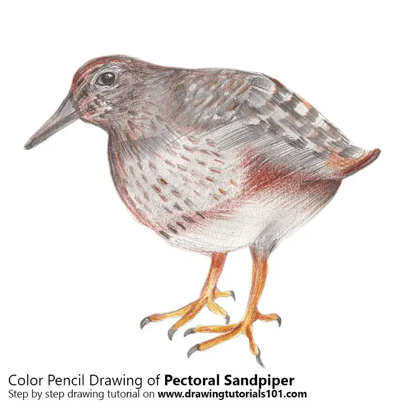 Pectoral Sandpiper Color Pencil Drawing