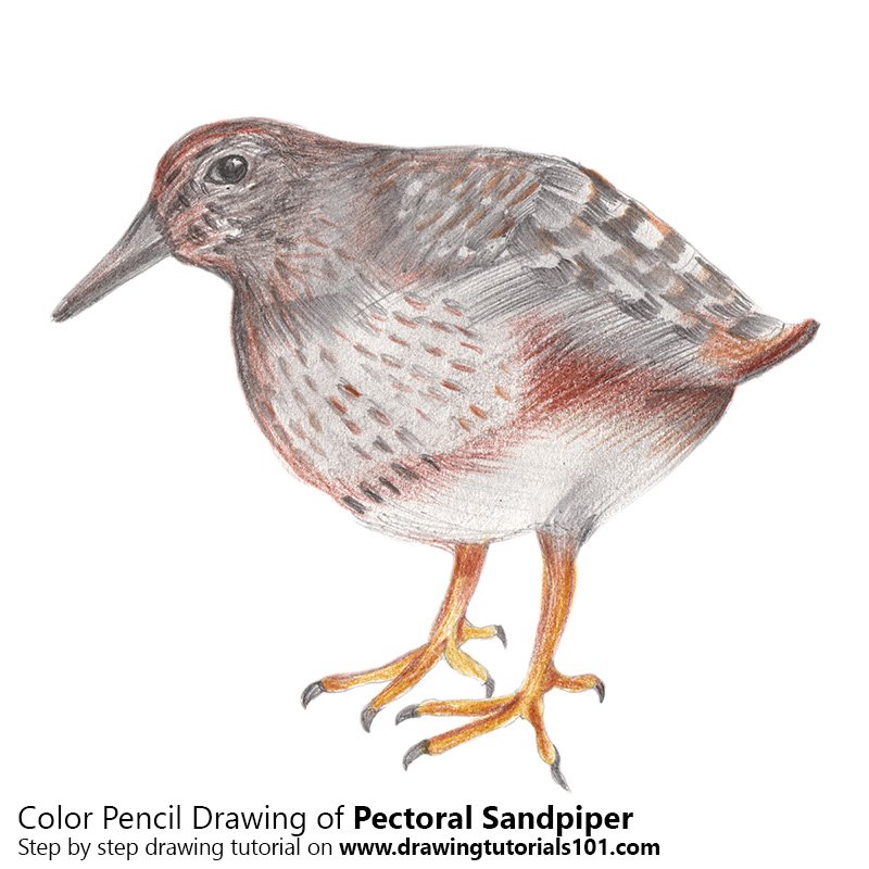 How to Draw Pectoral Sandpiper by Color Pencils