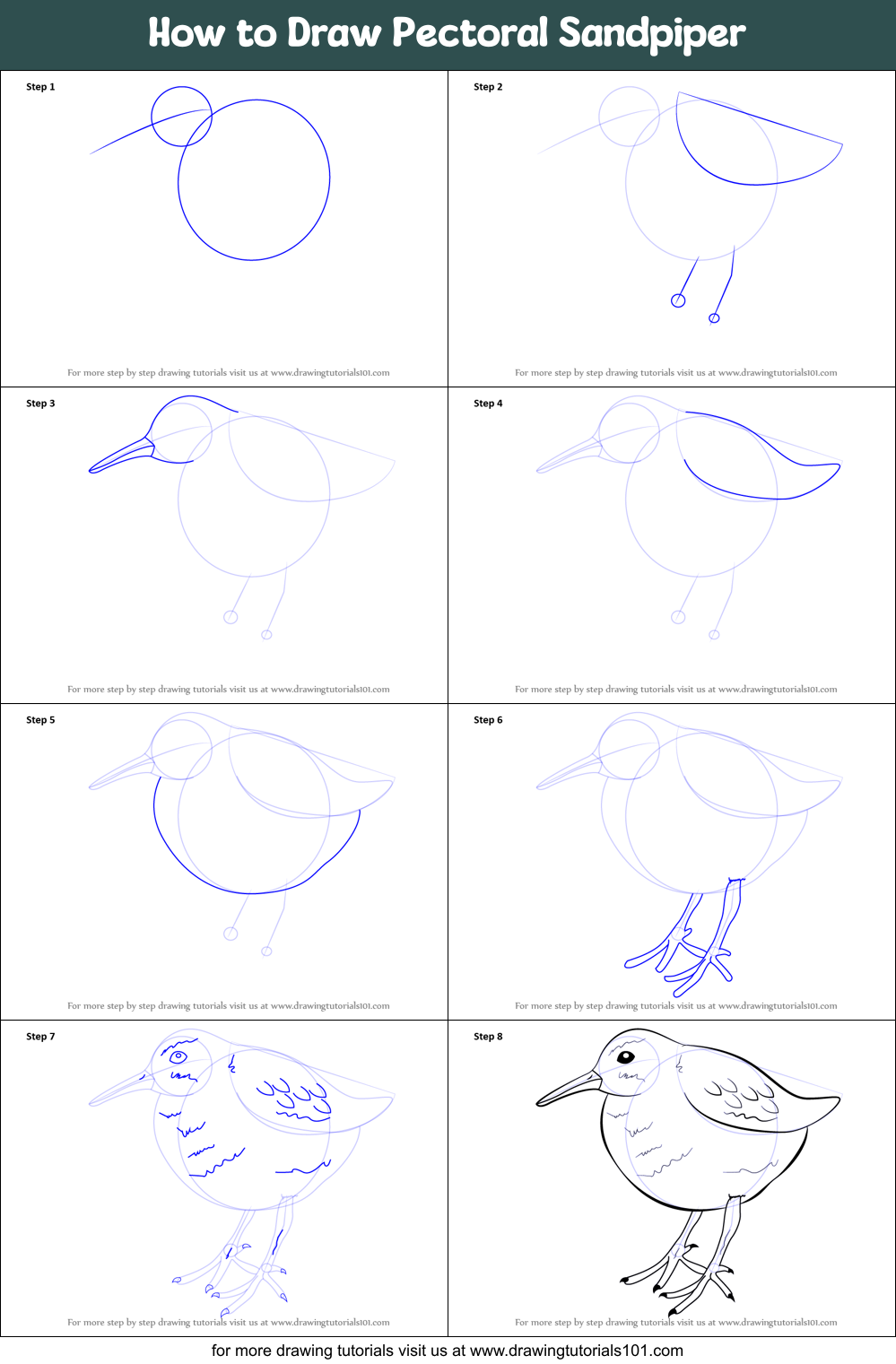 How to Draw Pectoral Sandpiper Printable Step by Step