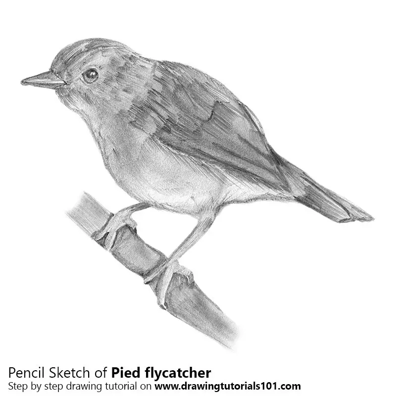 Pencil Sketch of Pied Flycatcher - Pencil Drawing