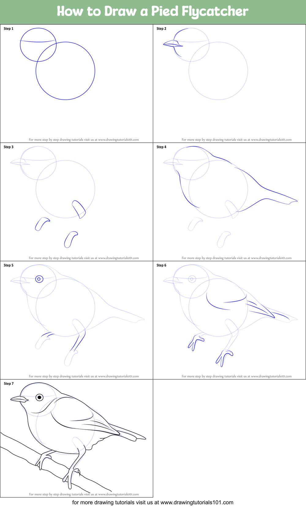 How to Draw a Pied Flycatcher Printable Step by Step