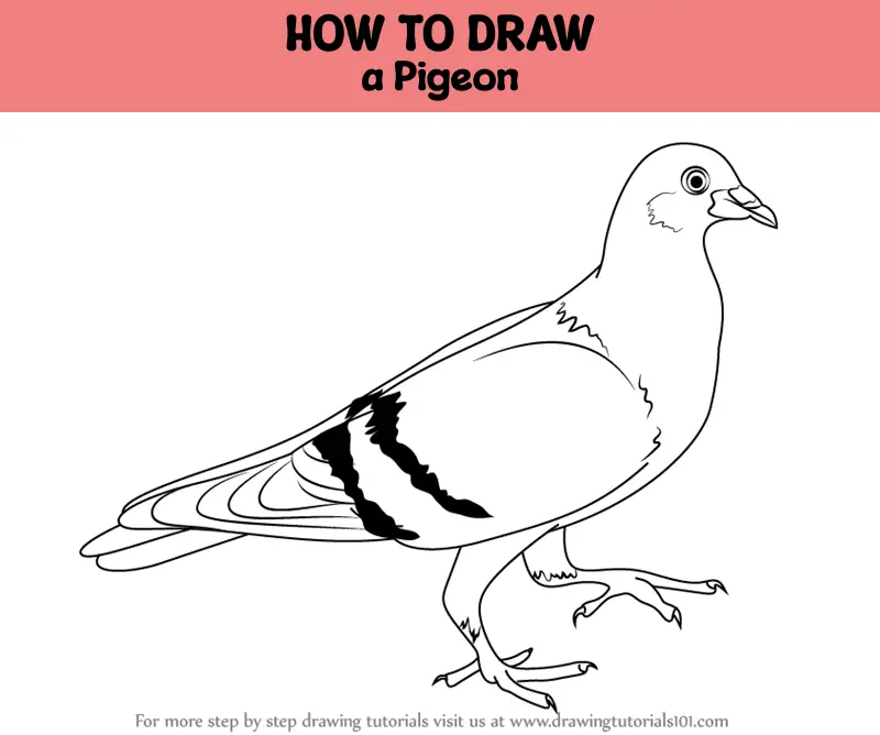 How to Draw a Pigeon - Step by Step Guide