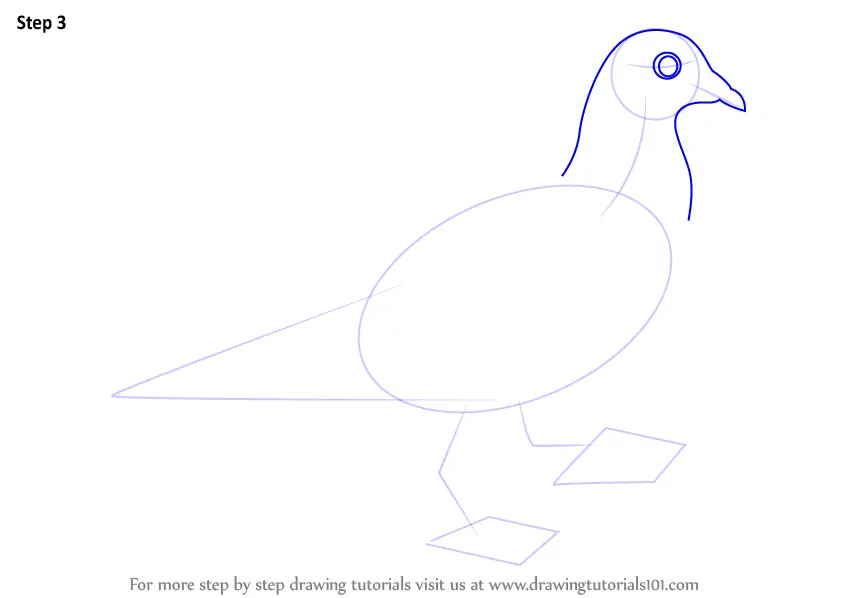 Learn How to Draw a Pigeon (Birds) Step by Step : Drawing Tutorials