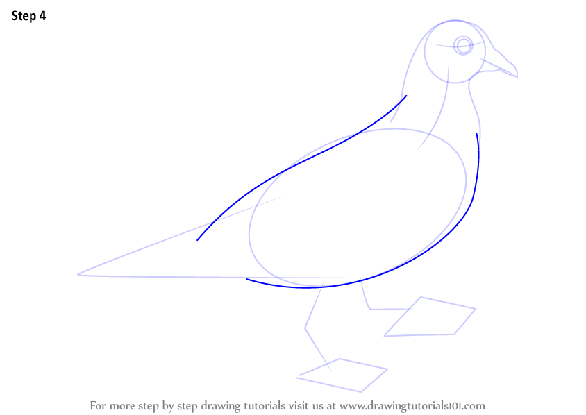 Learn How to Draw a Pigeon (Birds) Step by Step : Drawing Tutorials