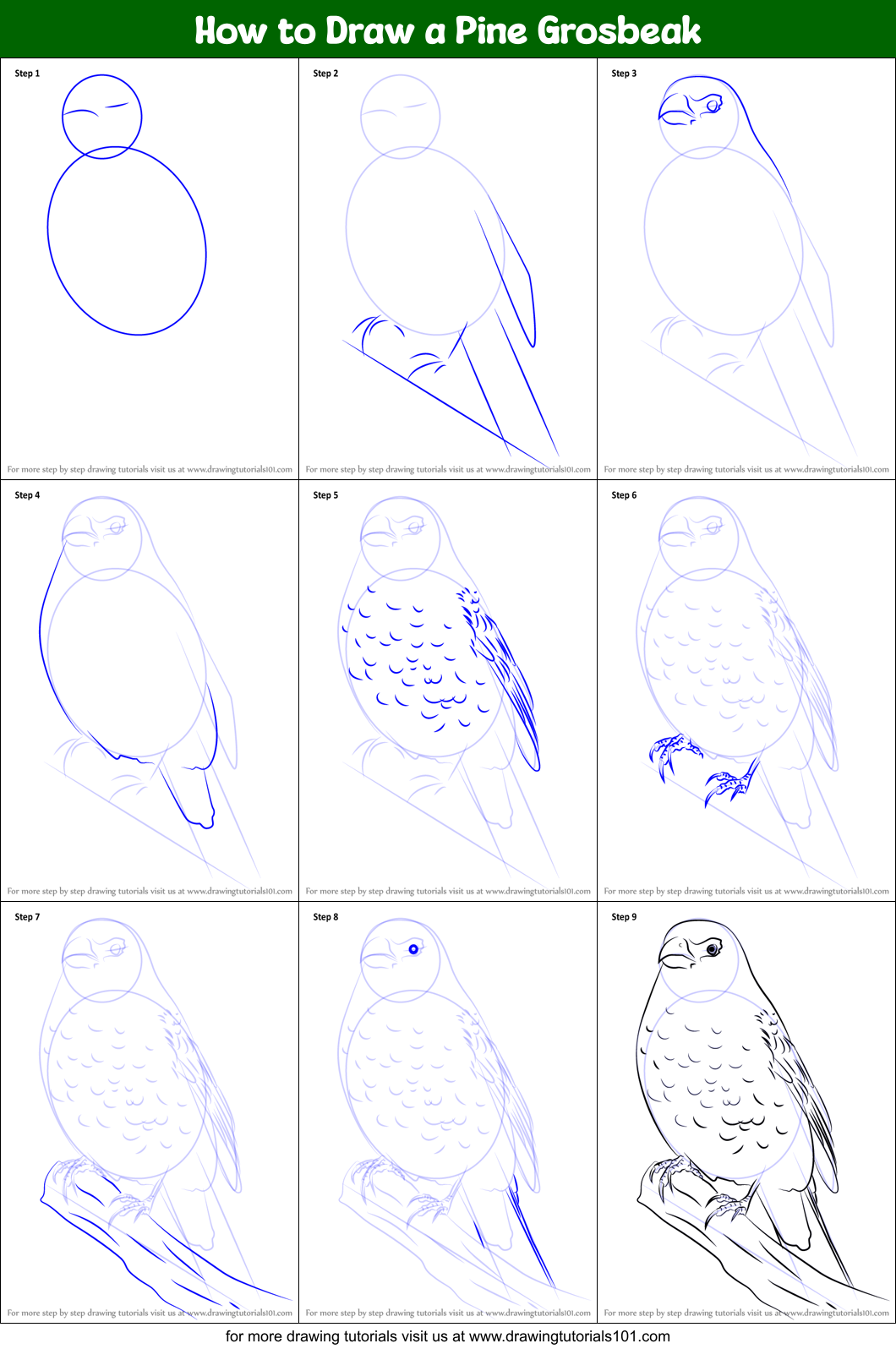 How to Draw a Pine Grosbeak Printable Step by Step