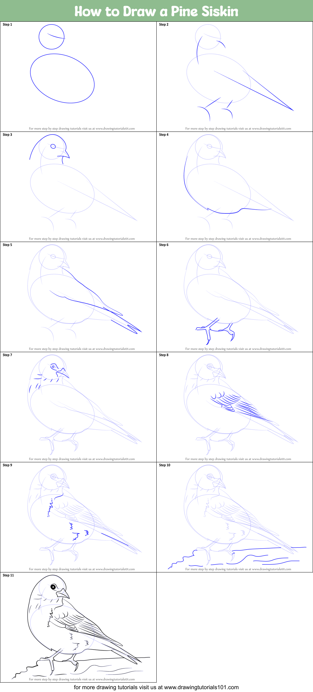 How to Draw a Pine Siskin Printable Step by Step