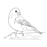 How to Draw a Pine Siskin
