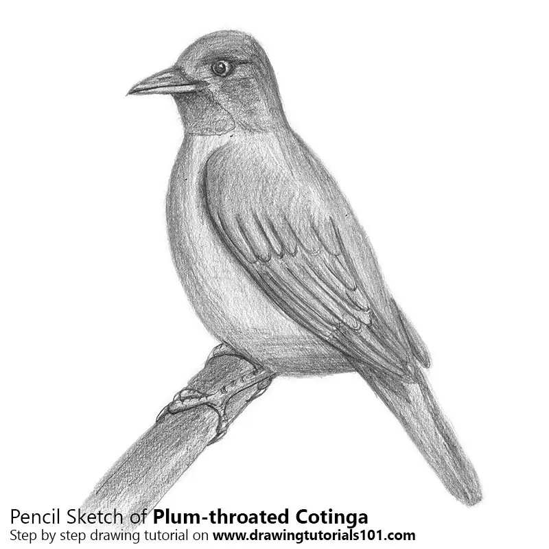 Pencil Sketch of Plum-throated Cotinga - Pencil Drawing