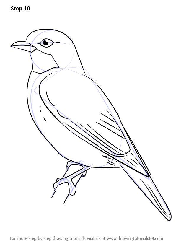 Learn How to Draw a Plum-throated Cotinga Birds Step by 