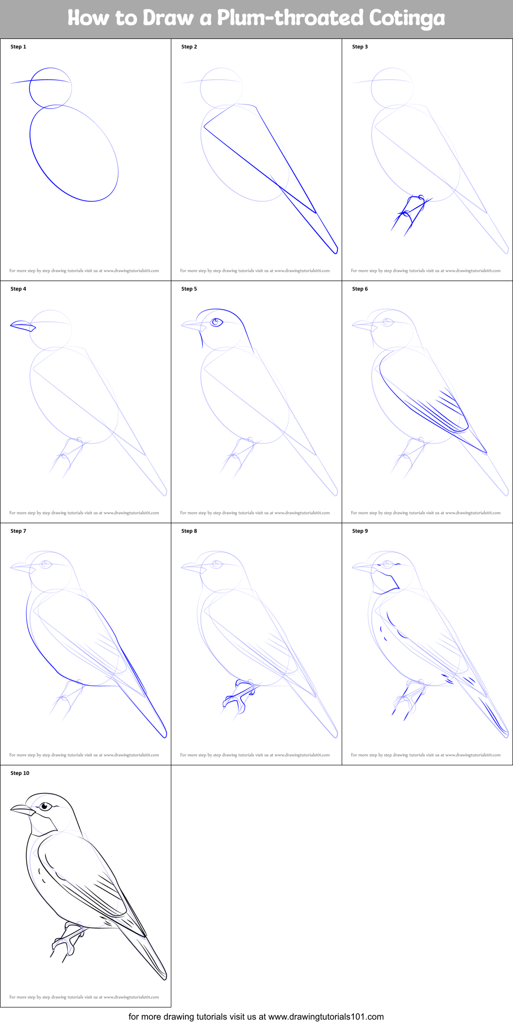 How to Draw a Plum-throated Cotinga Printable Step by Step