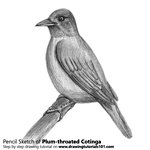How to Draw a Plum-throated Cotinga