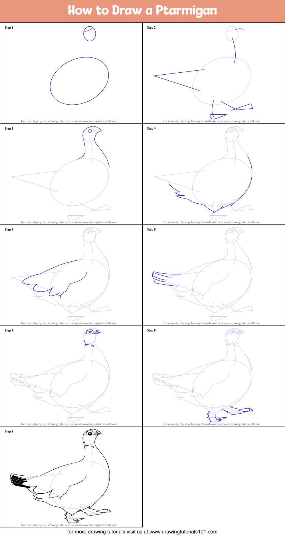 How to Draw a Ptarmigan Printable Step by Step