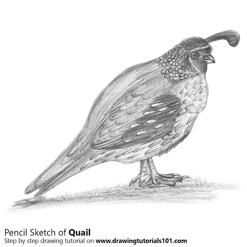 Quail Pencil Drawing - How to Sketch Quail using Pencils ...