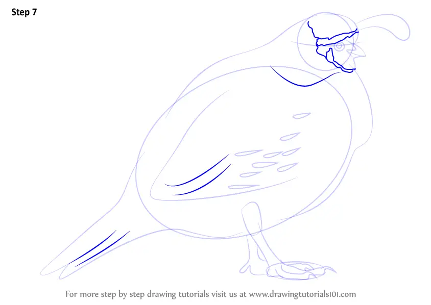 Learn How to Draw a Quail (Birds) Step by Step : Drawing Tutorials