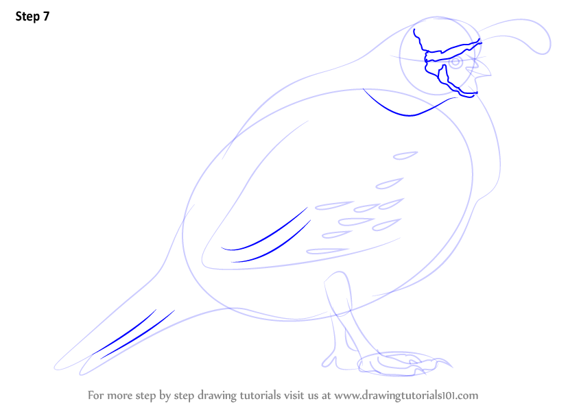 Learn How to Draw a Quail (Birds) Step by Step : Drawing Tutorials