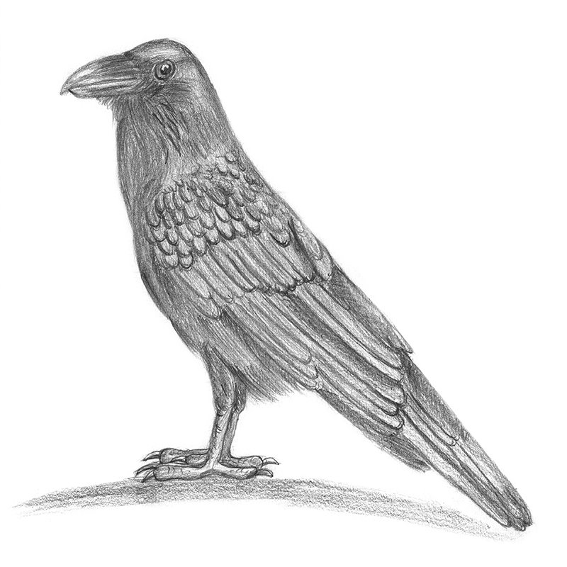 Raven Pencil Drawing - How to Sketch Raven using Pencils