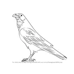 How to Draw a Raven