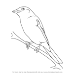 How to Draw a Red-Backed Shrike