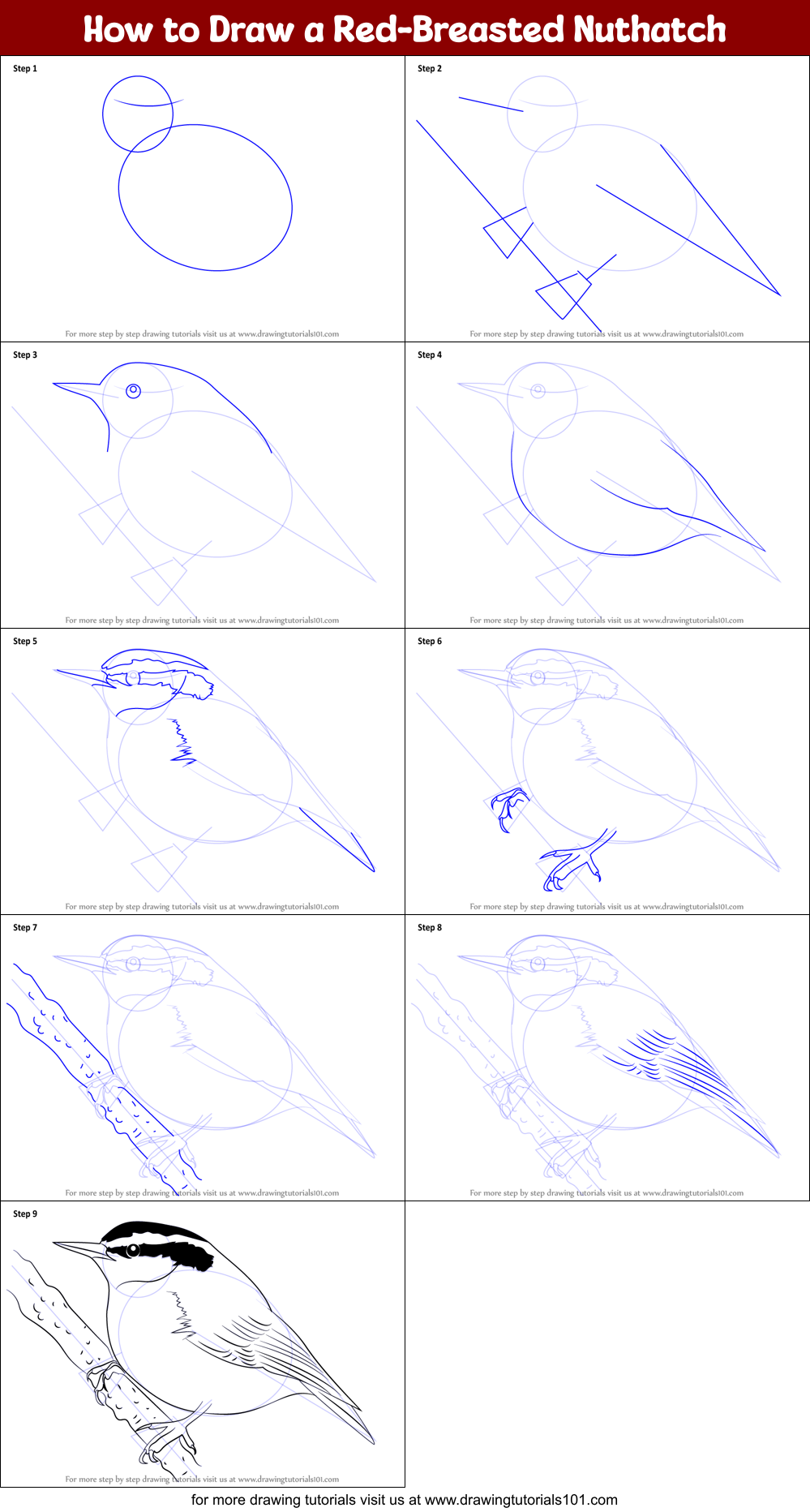 How to Draw a Red-Breasted Nuthatch Printable Step by Step
