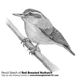 How to Draw a Red-Breasted Nuthatch