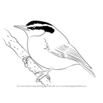 How to Draw a Red-Breasted Nuthatch