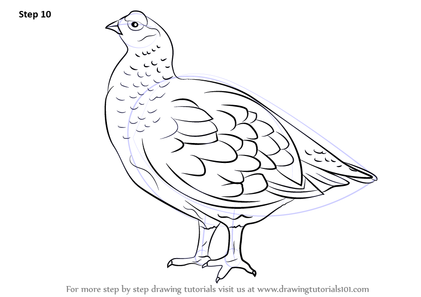 How to Draw a Red Grouse (Birds) Step by Step | DrawingTutorials101.com