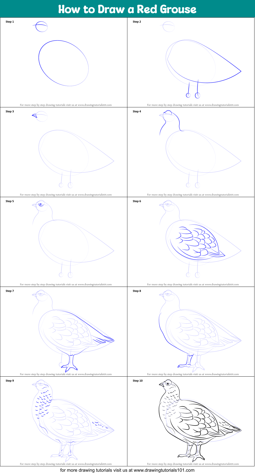 How to Draw a Red Grouse Printable Step by Step