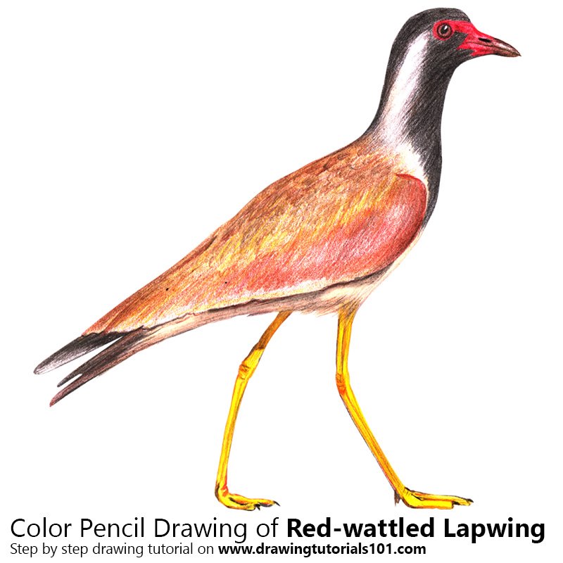 How to Draw a Red-wattled Lapwing by Color Pencils