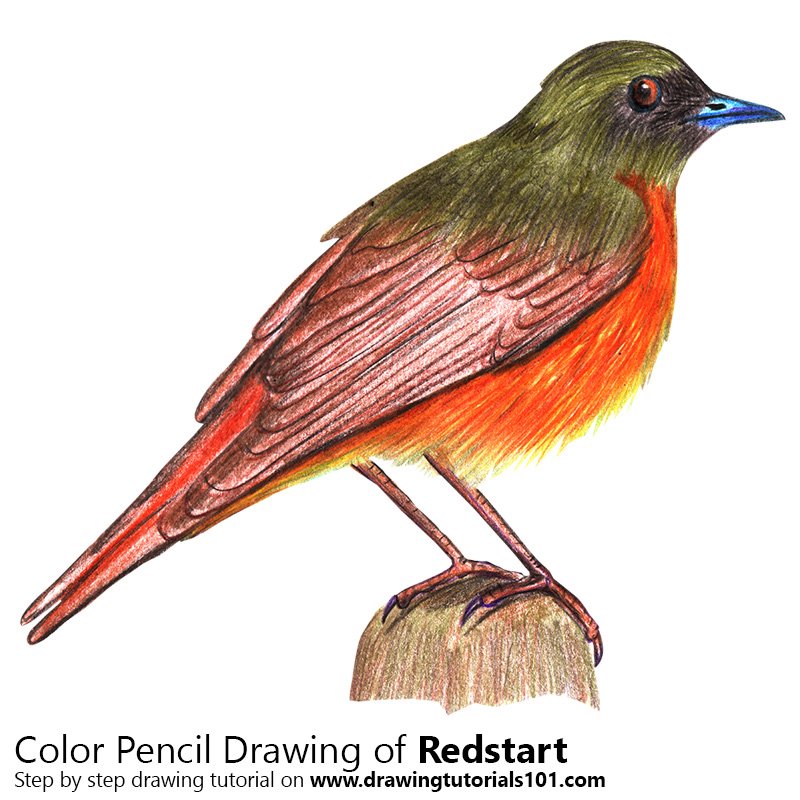 How to Draw a Redstart by Color Pencils