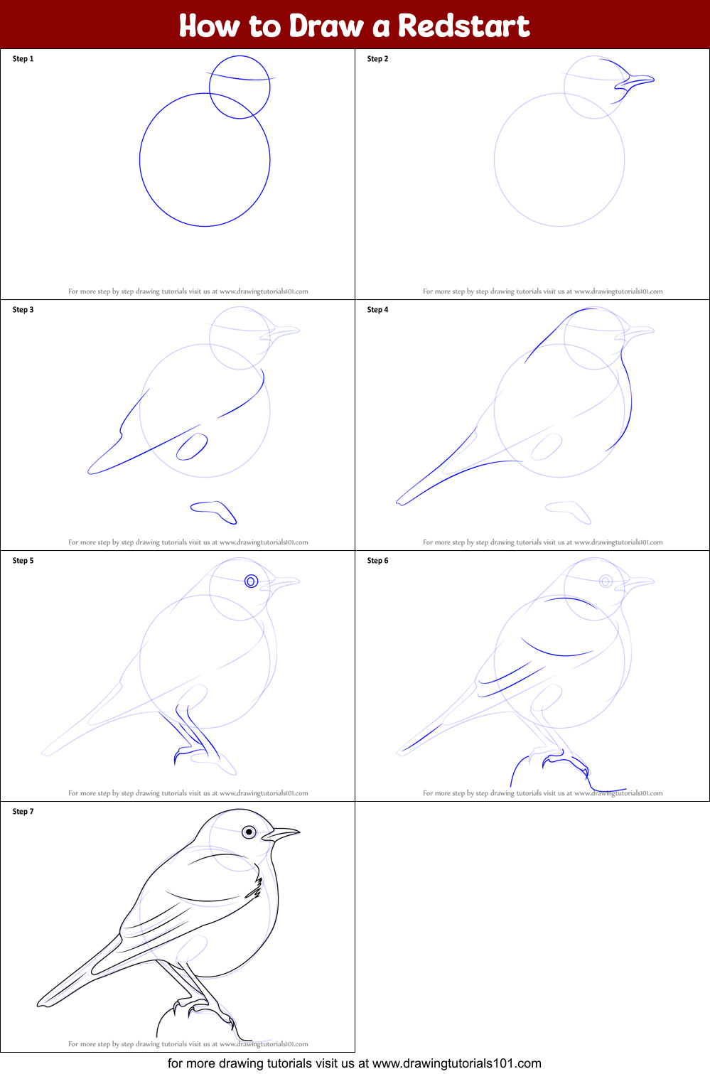 How to Draw a Redstart Printable Step by Step